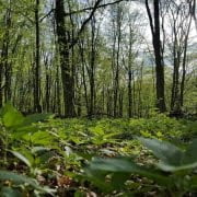 Bos natuur