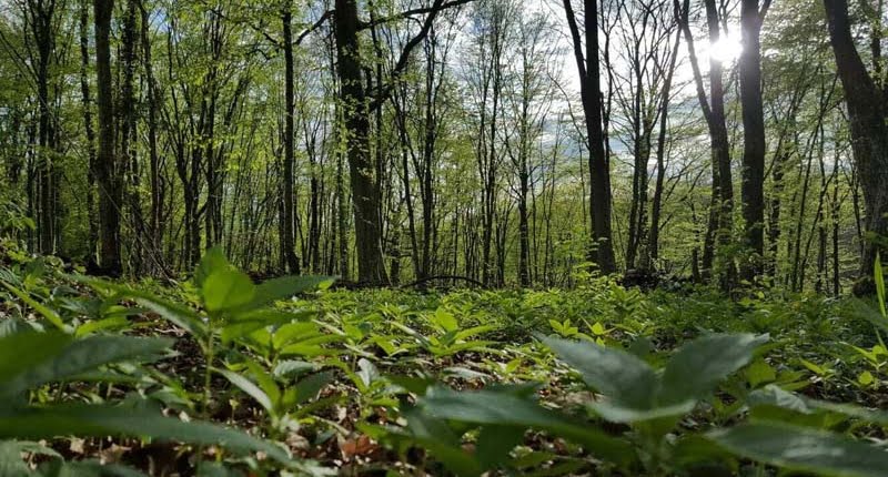 Bos natuur