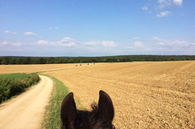 Omgeving met paard