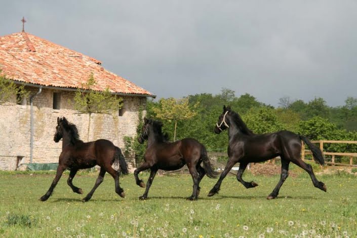 Paarden