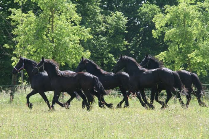 Paarden omgeving