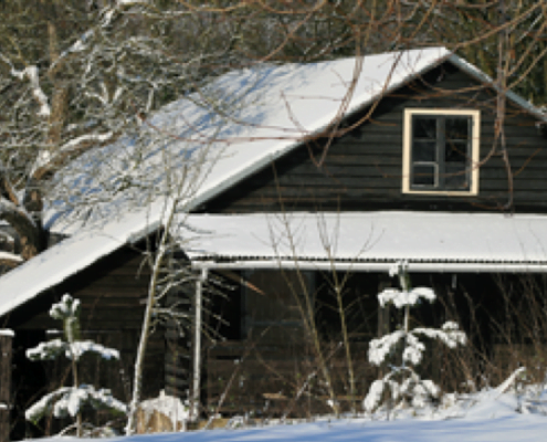 Zwarte stal in winter